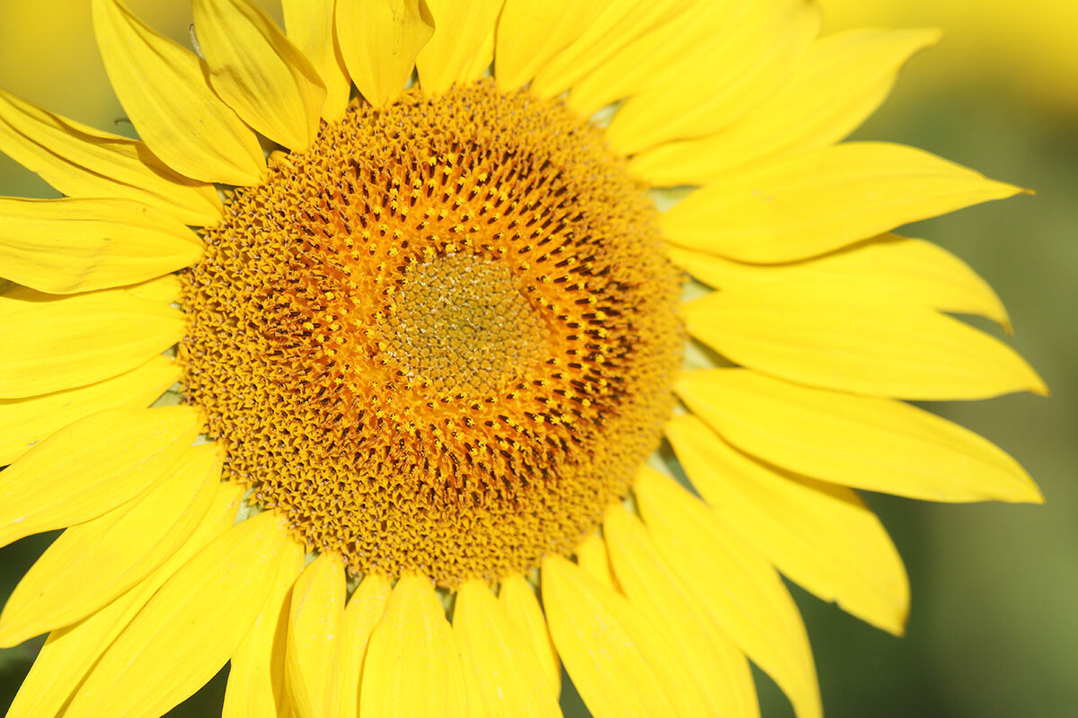 PHOTOS- Sunflowers north of Montrose 20200730882.JPG